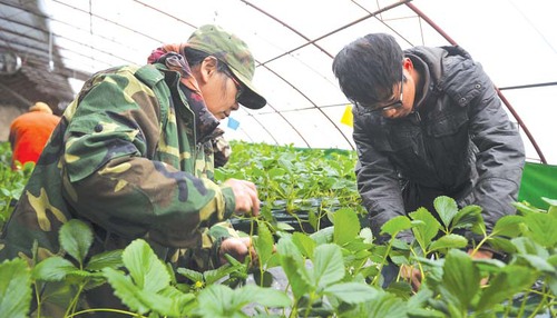 69团草莓