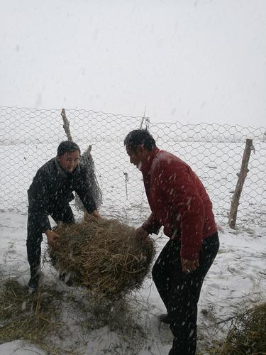 寨口蜂业有限公司伍为民同亲戚雪天共劳动