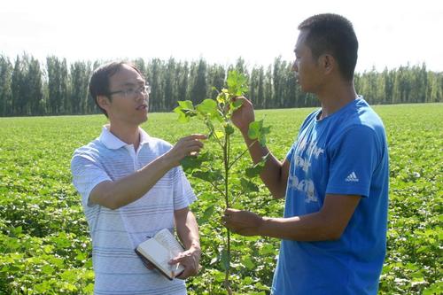 农业专家观察作物长势   李岩  摄