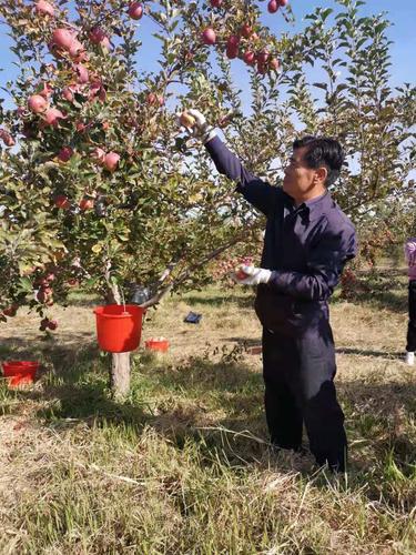 帮助贫困户采摘苹果