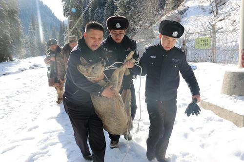 坡马森林公安派出所民警救助自治区一级保护野生动物狍子