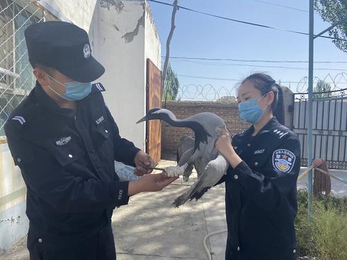 第四师森林公安局小麻扎森林公安派出所民警检查蓑羽鹤受伤情况