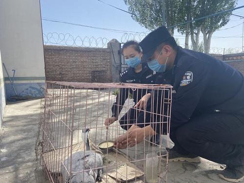 第四师森林公安局小麻扎森林公安派出所民警喂养受伤蓑羽鹤