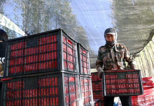 图为  9月16日，在第四师七十三团八连伊鑫果蔬专业合作社，务工人员正在对西红柿装箱。 张富平  摄