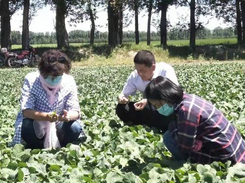 王朴带领植保技术员在油菜田调查病虫害情况