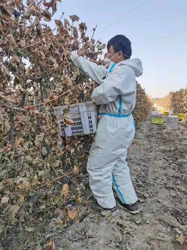 下沉干部帮助职工群众采摘葡萄