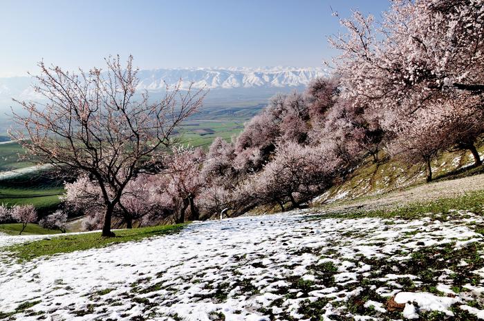 1.杏花初雪 吕自捷 71团