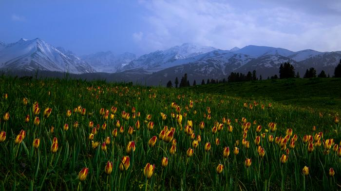 13.相机拍摄 花开时节  李杰