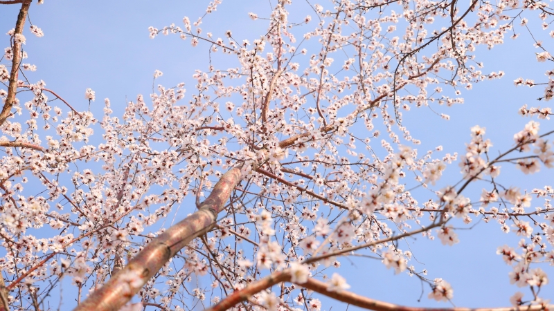 官宣！可克达拉入春啦！第一朵杏花已上线，温柔了整座城市